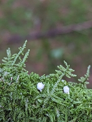 Mycena pseudocorticola