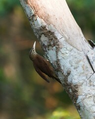 Xiphorhynchus guttatus