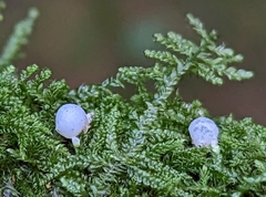 Mycena pseudocorticola