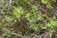 Salix pedicellaris