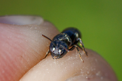 Hylaeus dilatatus