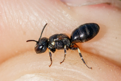 Hylaeus dilatatus