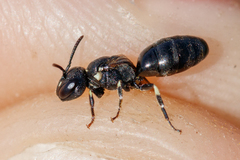 Hylaeus dilatatus