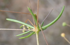 Spergula