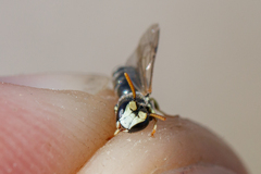 Hylaeus dilatatus
