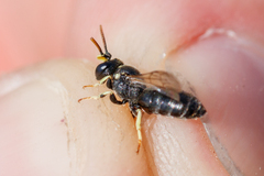 Hylaeus dilatatus