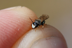 Hylaeus pectoralis