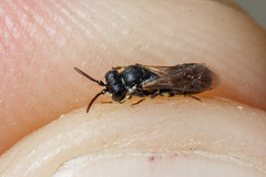 Hylaeus pectoralis
