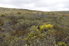 Adenandra gummifera