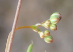 Spergula
