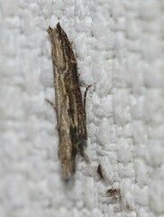 Hypatima spathota