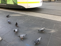 Columba livia domestica