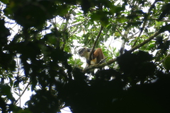 Cercopithecus wolfi wolfi