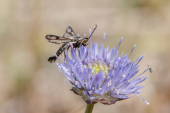 Pyropteron muscaeformis