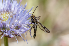 Pyropteron muscaeformis