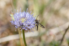 Pyropteron muscaeformis