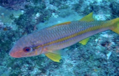 Mulloidichthys martinicus