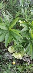 Helleborus