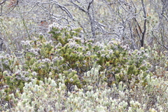 Paranomus abrotanifolius