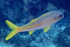Mulloidichthys martinicus