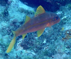 Mulloidichthys martinicus