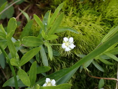 Moehringia macrophylla