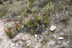 Protea denticulata