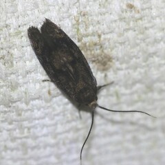 Pycnocera hypoxantha