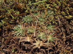 Paepalanthus