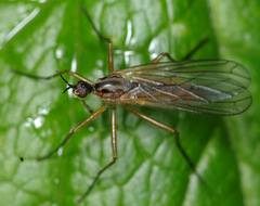 Empis trigramma