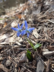 Scilla siberica
