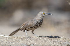Toxostoma cinereum