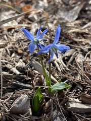 Scilla siberica