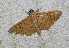 Conogethes punctiferalis