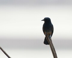 Chelidoptera tenebrosa