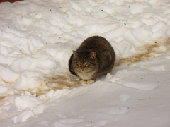 Felis catus