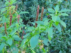 Phytolacca heterotepala