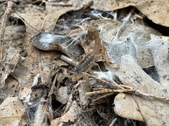 Centruroides vittatus