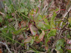 Aceria caliberberis