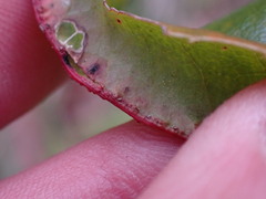 Aceria caliberberis