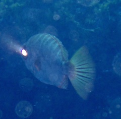 Heteropriacanthus fulgens