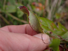 Aceria caliberberis
