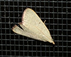 Hypsopygia albidalis