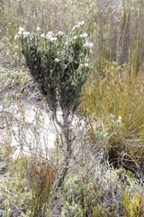 Phaenocoma prolifera