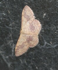 Idaea halmaea