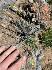 Microseris sylvatica