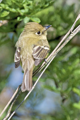 Empidonax difficilis