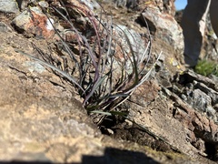 Microseris sylvatica