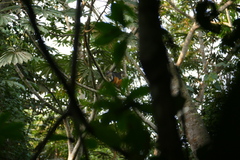 Cercopithecus wolfi wolfi