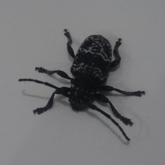 Acanthoderes funeraria